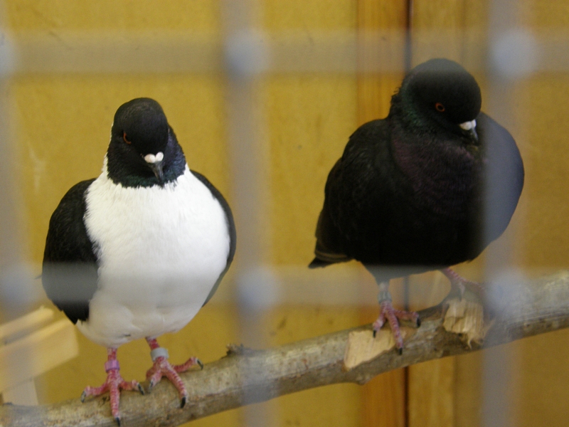 Tauben im Käfig