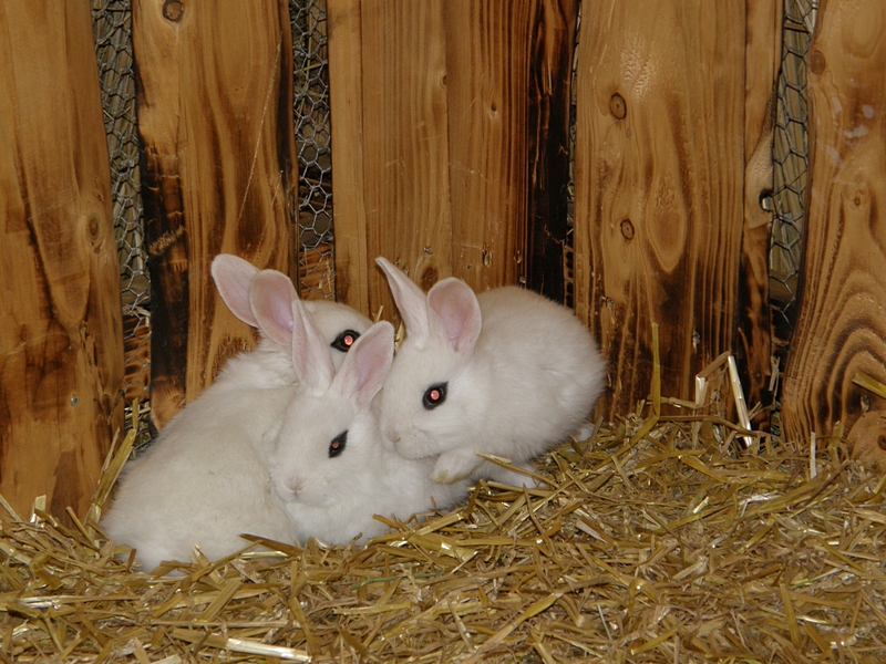 Drei weiße Kaninchen