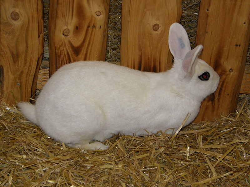 Kaninchen mit Augenfleck
