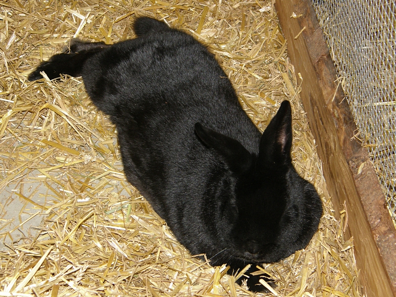 Kaninchen schwarz, liegend