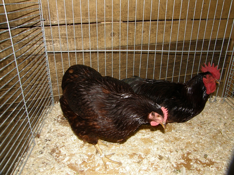 Hühnerpaar schwarz