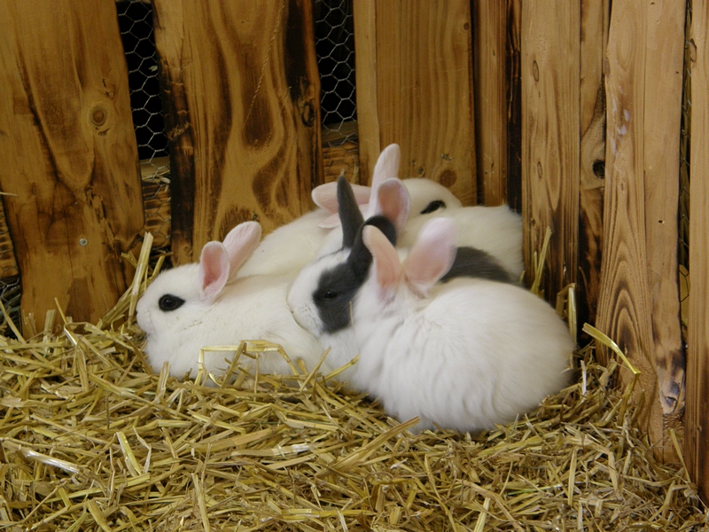 Kaninchen beim Kuscheln