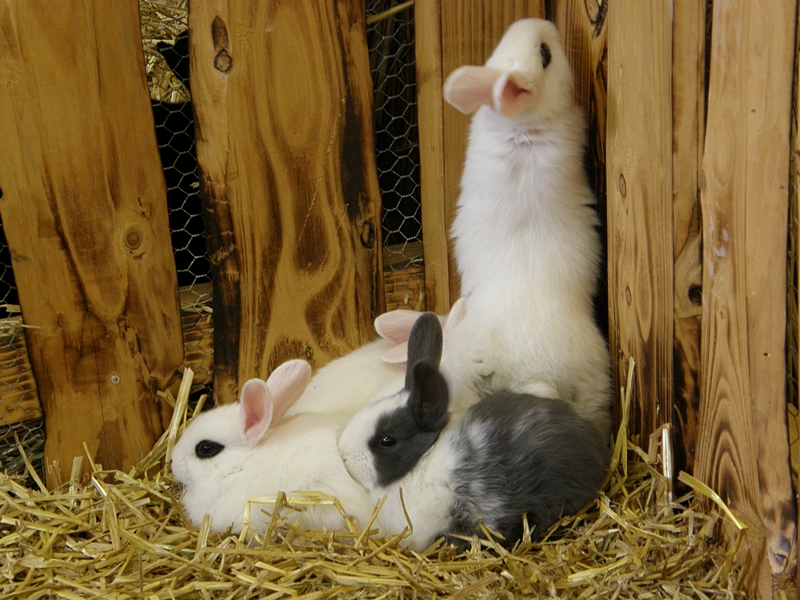 Kaninchen, sich streckend