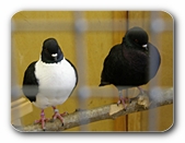 Tauben im Käfig
