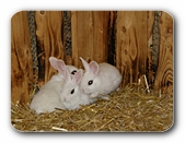 Drei weiße Kaninchen