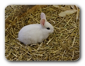 Kaninchen, weiß (2)