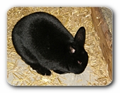Kaninchen schwarz, hockend