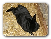 Kaninchen schwarz, liegend