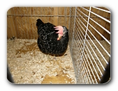 Huhn im Käfig