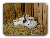 Kaninchengruppe