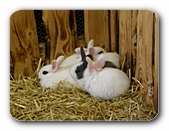 Kaninchen beim Kuscheln