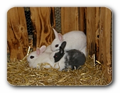 Kaninchengruppe