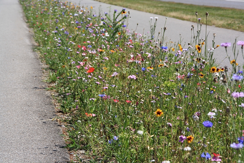 Blumenband trennt Fuss- und Fahrradweg