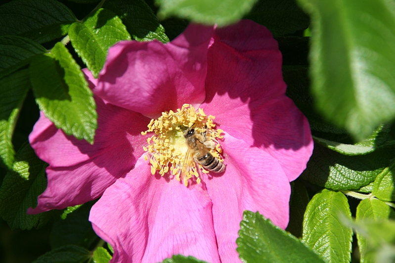 Heckenrose mit Biene