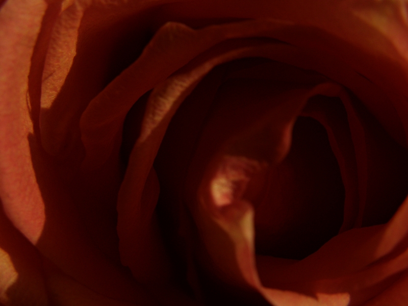 Rosenblüte (nah)
