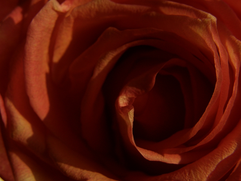Rosenblüte, von Nahem