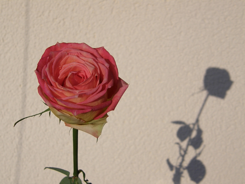 Der Schatten der Rose