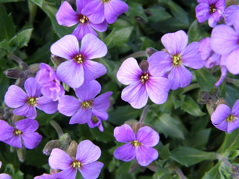 Blüten violett