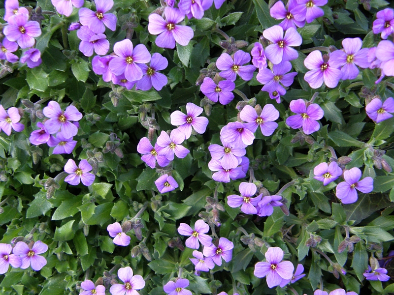 Blüten violett (2)