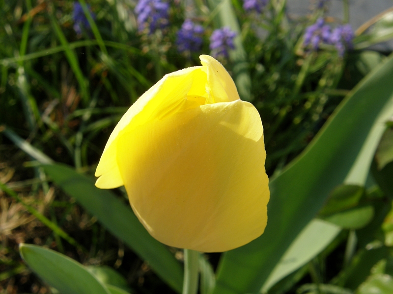 Tulpe gelb, ungeöffnet