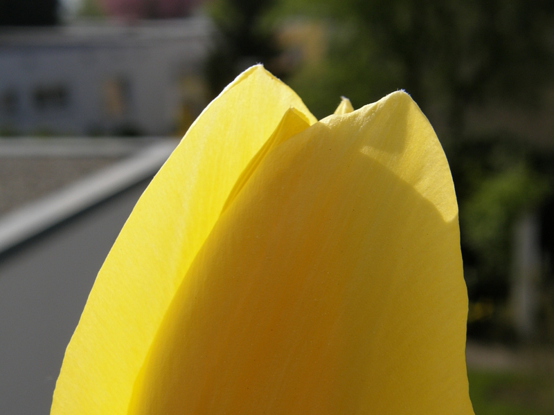 Tulpe (Detail)