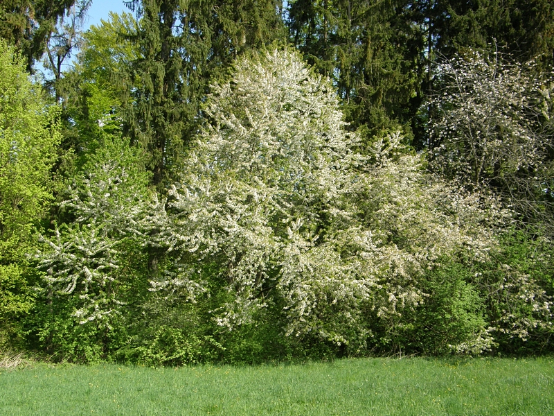 Frühlingsbäume 2