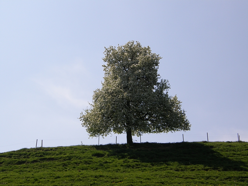 Freistehender Baum, blütenüberladen