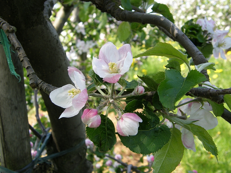 Obstblüten weiß-rosa
