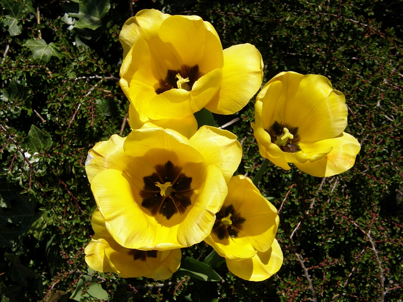 Tulpen, gelb