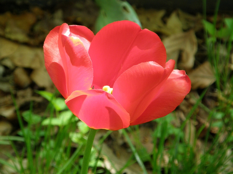 Tulpe, verblühend