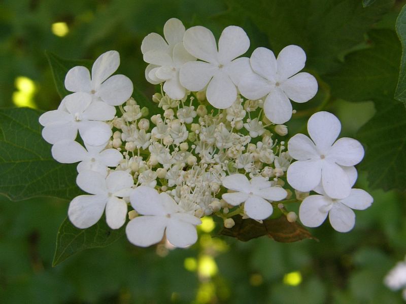 Ringförmige Blüten, weiß