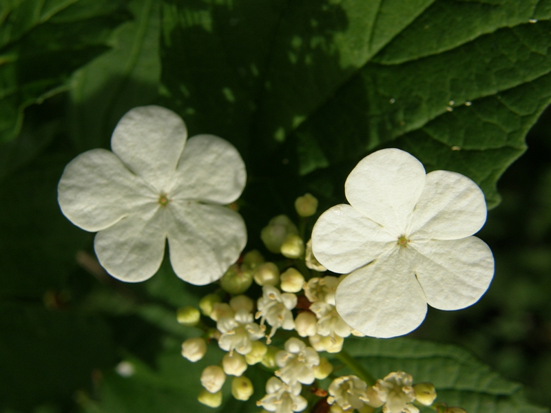 Blüten weiß