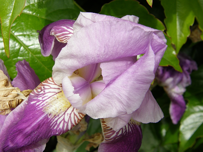 Blüte violett