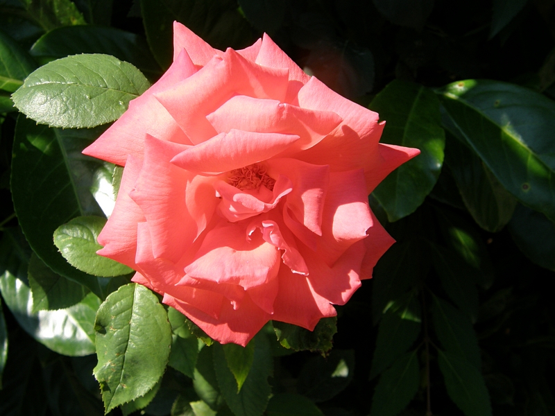 Rose vor dunklem Hintergrund