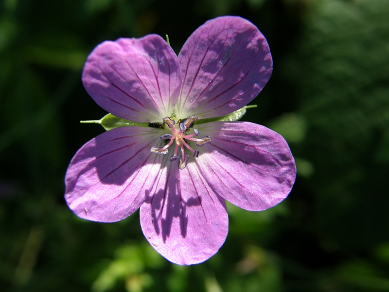 Blüte violett (