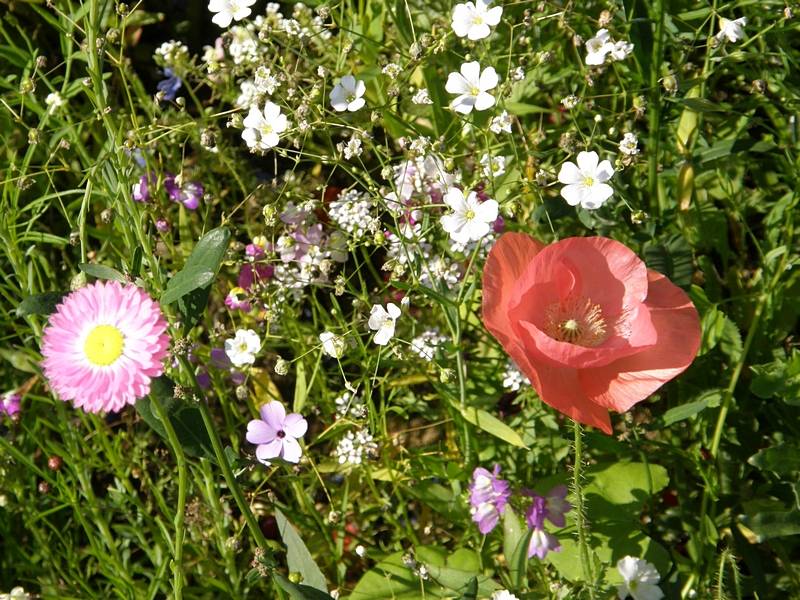 Blüten (weiß und rosa)