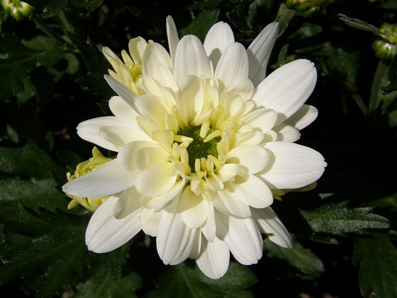 Blüte weiß, sternförmig