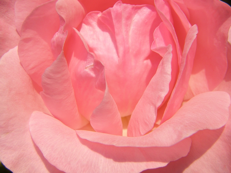 Blteninneres, Rose (pink)