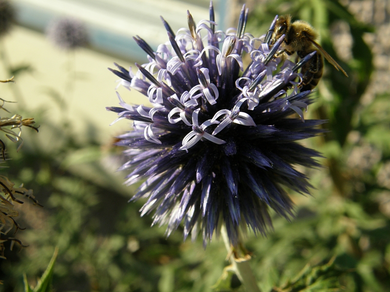 Blüte blau, kugelförmig, mit Besucher