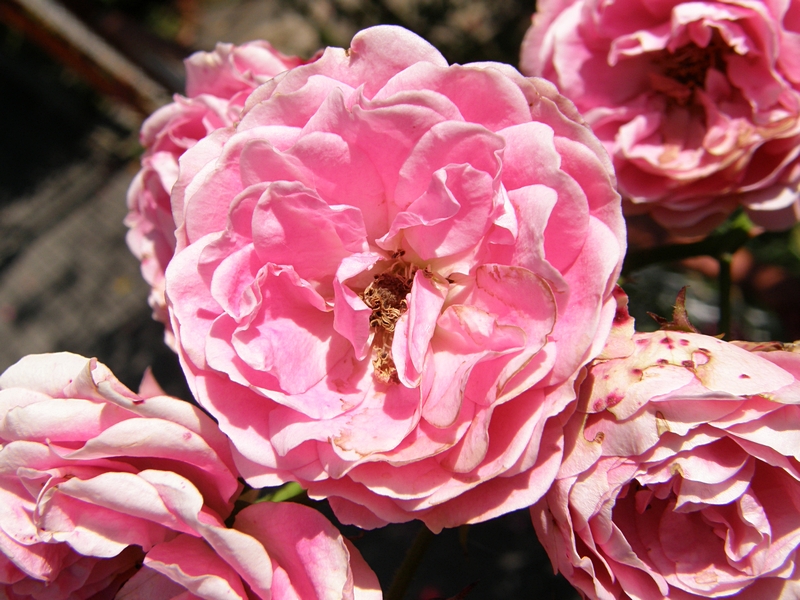 Rosen pink