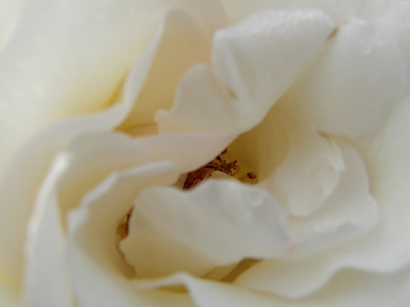 Weiße Rosenblüte, nah