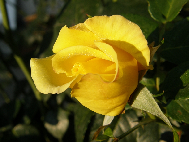 Rose, gelb, ungeffnet