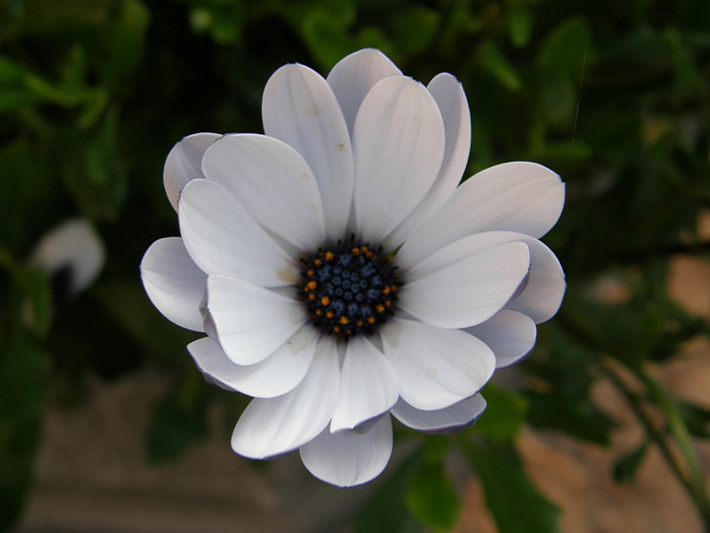 Weiße Blüte, innen blau-gelb