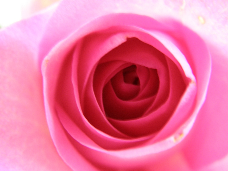 Rose rosa, Nahaufnahme