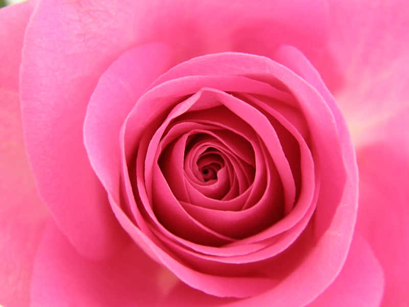 Rose rosa (Detail)