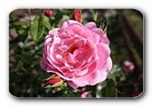 Rose (pink)