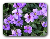 Blüten violett