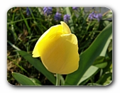 Tulpe gelb, ungeöffnet