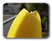 Tulpe (Detail)