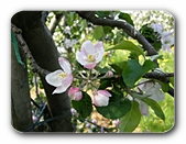 Obstblüten weiß-rosa